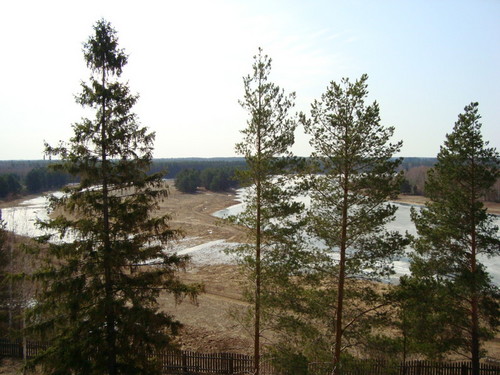 Ели весной.