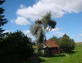 Дружная семейка