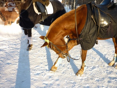 лошади
