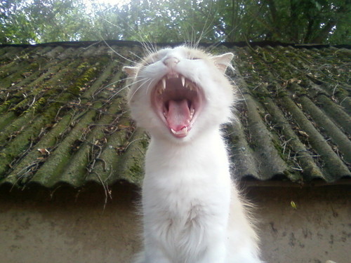 Кототигра