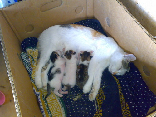 Кошка и котята