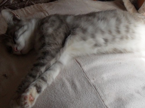 кот барсик!!!=)