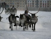 День оленевода