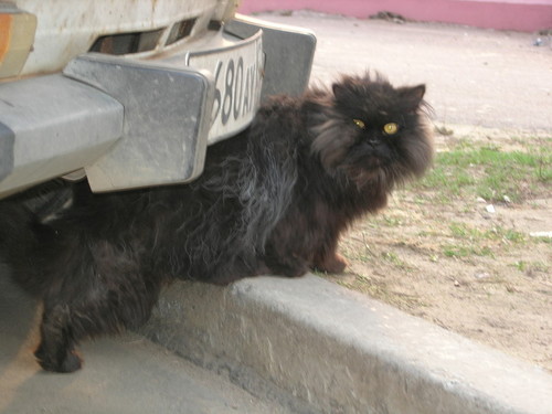 котик