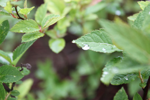 La goutte de pluie