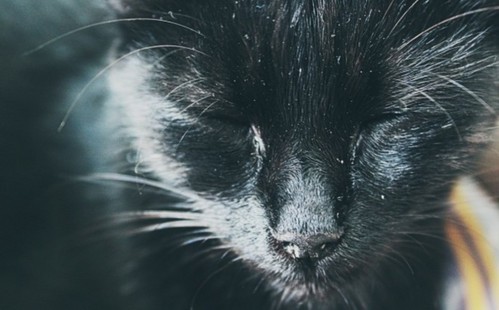 Черный кот