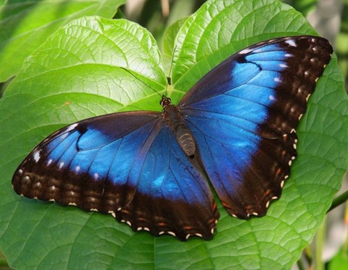 BLUE Бабочка