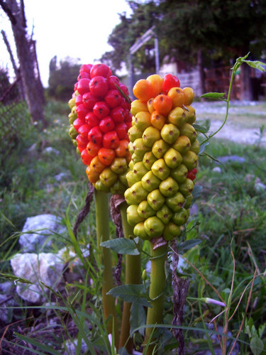 Красота природы