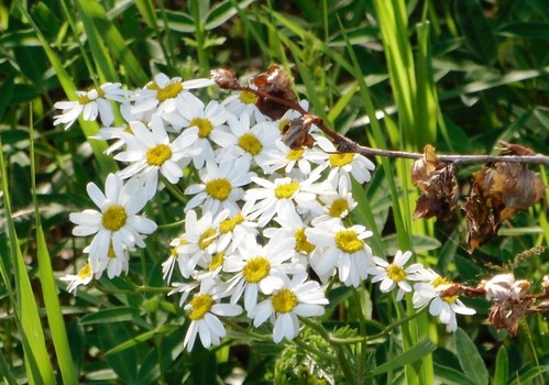 Ромашки-подружки