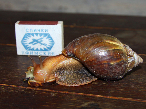 Большая, старая улитка