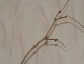 Рука
