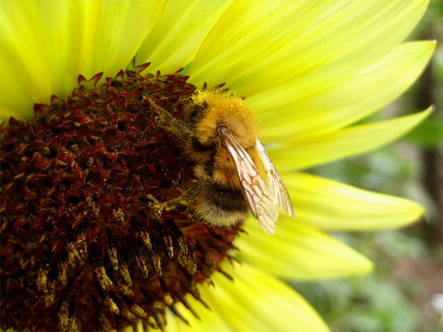 bee