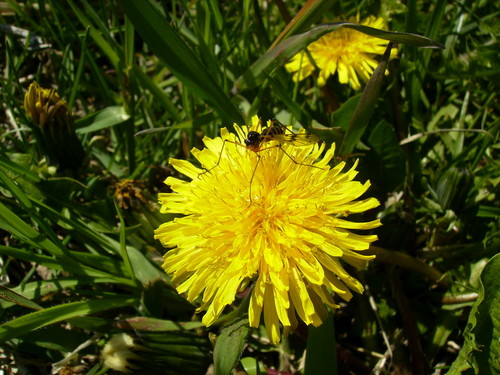Одуванчик