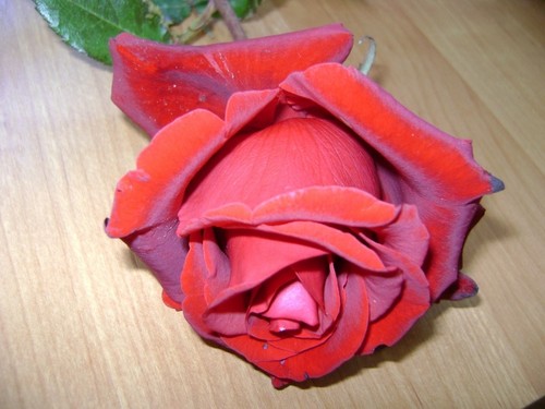 Розочка
