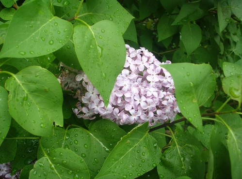 серень