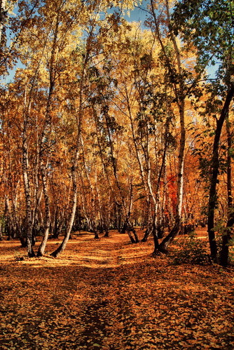 Левитановская осень