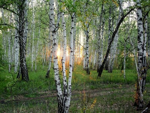 закат в берёзовой посадке