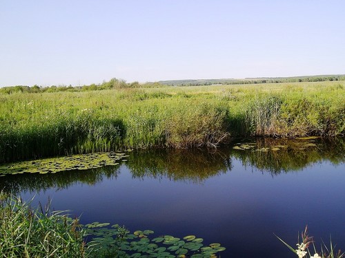 наш лягушатник