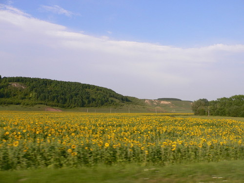 поле с подсолнухами