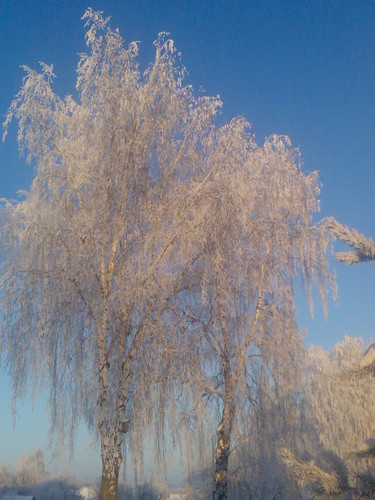 зимняя береза