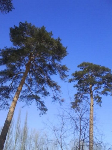 Сосны