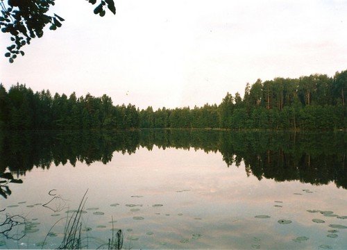 Лесное зеркало