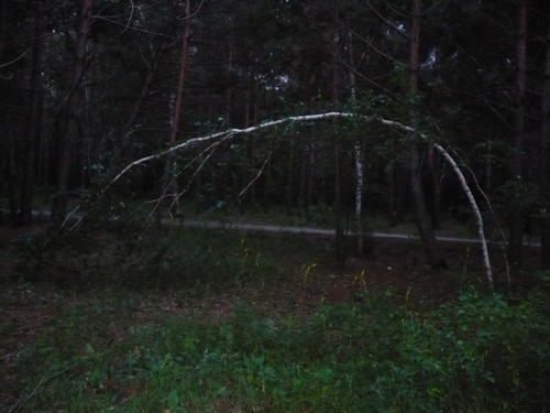 береза