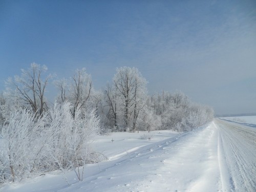 Зимний лес