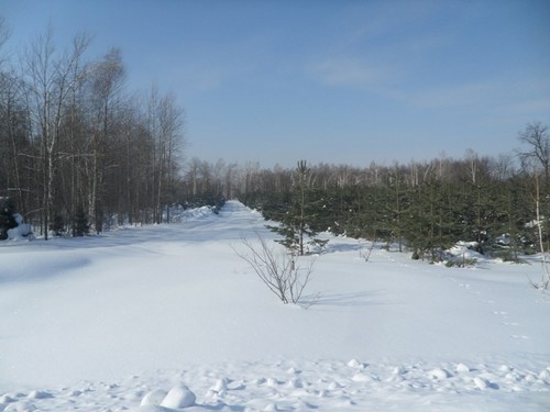 Ёлочки