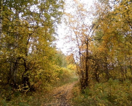 Тропинка в лесу