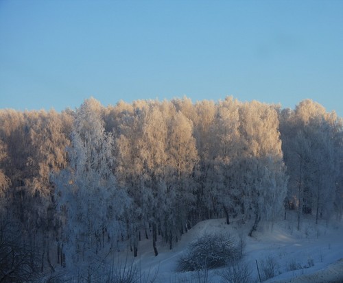 Зимний лес...