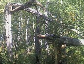 В лесу