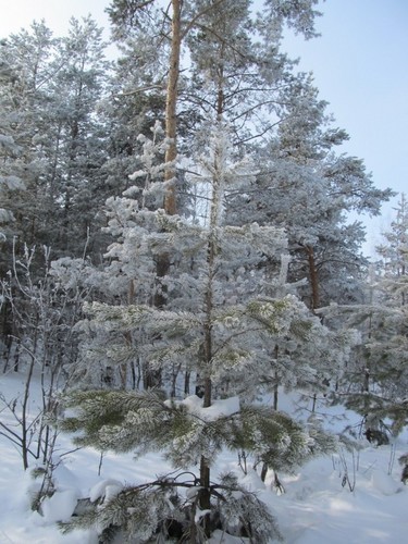 Красавица сосна