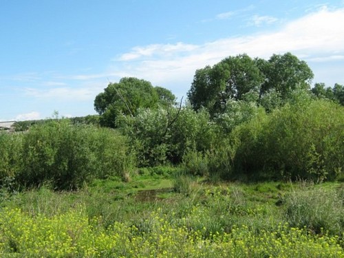 Яркие краски лета