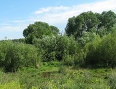 Яркие краски лета