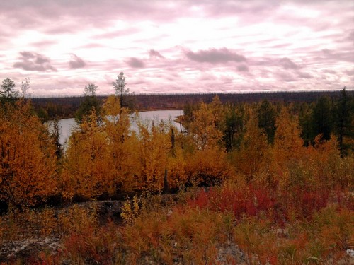 Тундра