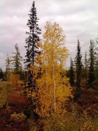 Осенняя парочка