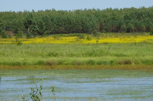 Летняя сказка