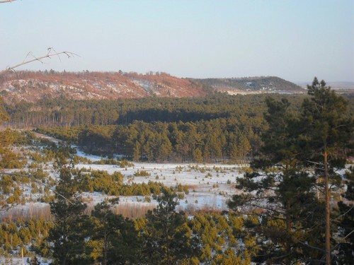 зимний лес
