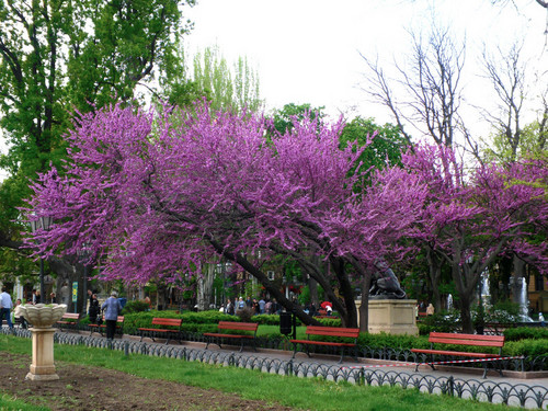 Горсад, Одесса
