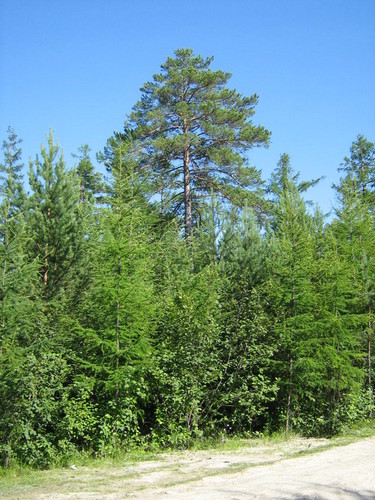 Заповедный лес