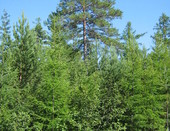 Заповедный лес