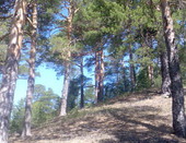 Роща