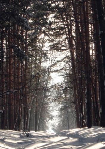Лес.