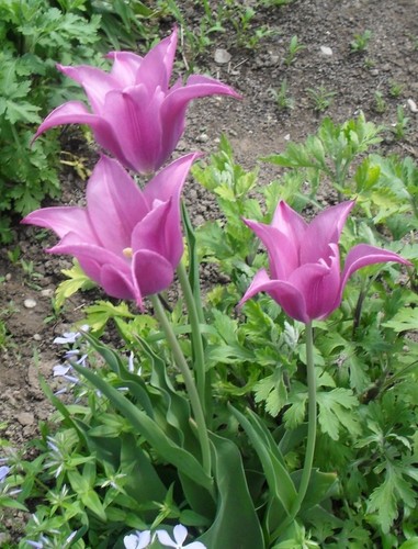3 сестрицы