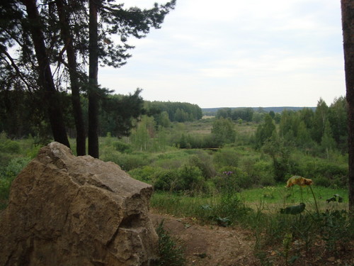 Шишкинские леса