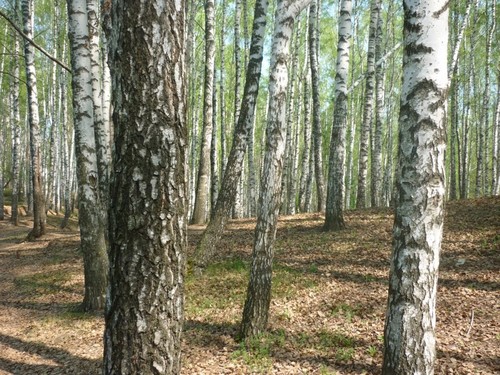 В лесу