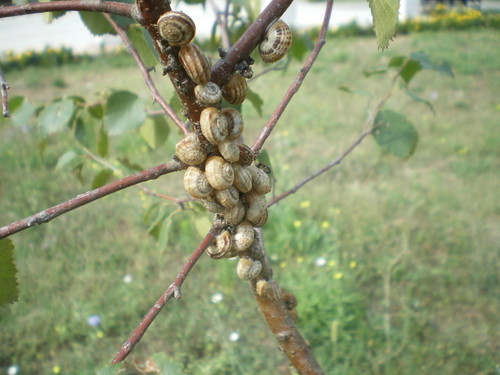 Улиточки