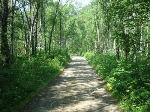 Лесная тропка