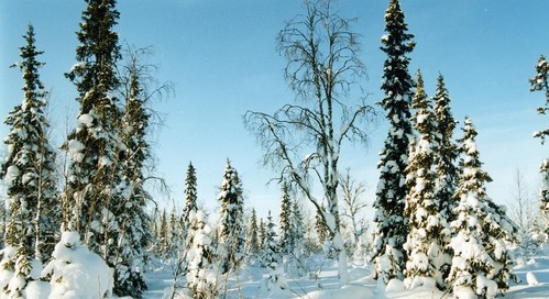 лес